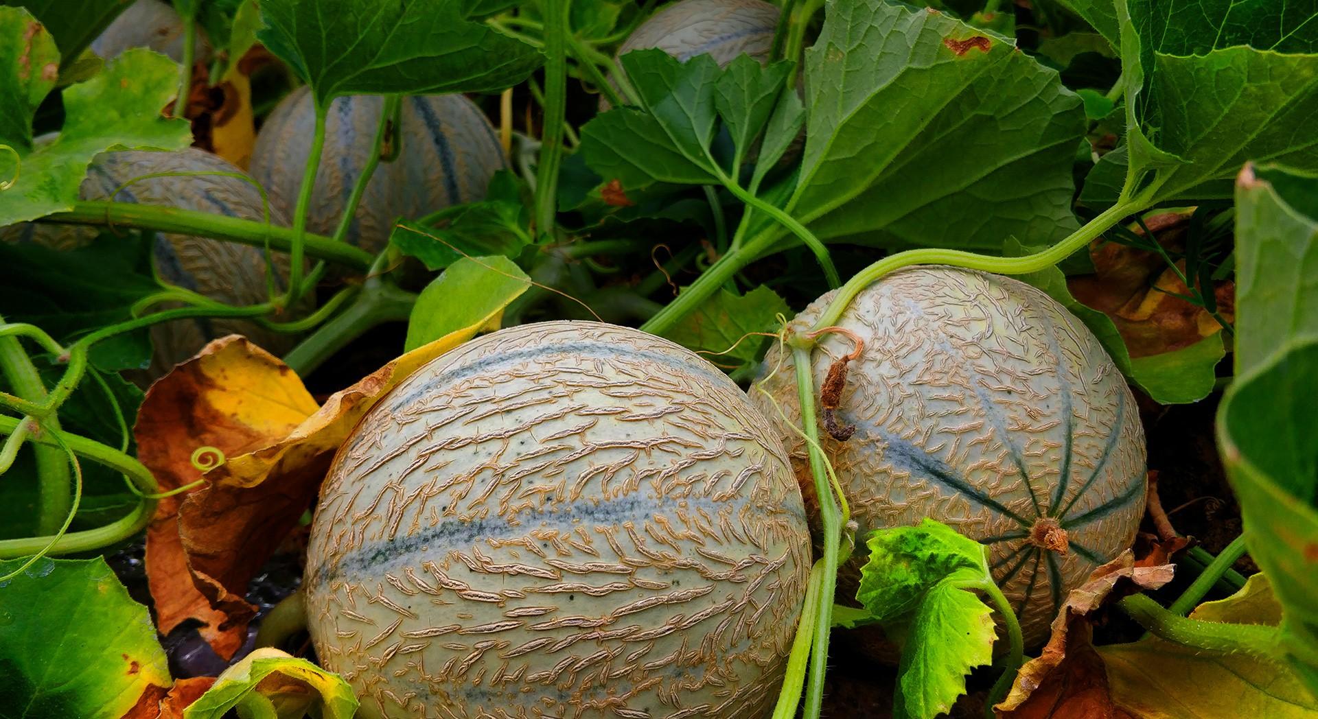 Garennettes melon