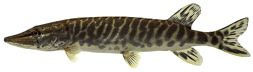 Poisson 144